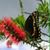 Beth Ann Burlison-Lyle's profile image