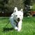 Arya Ofhousewestie's profile image