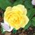 Donna Shortt's profile image