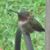 Susan Halling DeRose's profile image