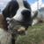 Caroline Harrison's profile image