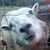 Lisa Fenton's profile image