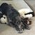Kate Cybell Deakin's profile image