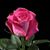 Vincencia Martin's profile image