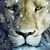 Sheila Houk's profile image