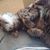 Roa Napier's profile image