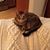 Linda Pirri's profile image