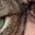 Grekis Rosen's profile image
