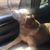 Kelly Headley Stetter's profile image