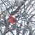 Laurie Higgins Szabo's profile image