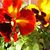 Julie Racoosin's profile image