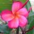 Dee Shoaff Barnett's profile image