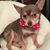 Quynh Budzynski's profile image