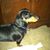 Becky Hennecke's profile image