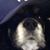 Sammy Veys's profile image