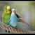 Alice Miller's profile image