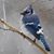 Renee Robichaud Ruggiero's profile image