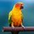 Chris Anderson II's profile image