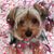Debbie Schuett Bell's profile image