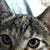 Amy Thompson's profile image