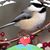 Lyn Perkins's profile image