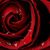 Leigh Rose's profile image