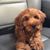 Terah Robbin Webb's profile image
