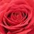 Rose Welch Laliberte's profile image