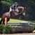 Karen Vaught Lombardo's profile image
