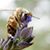 Mary Thibault's profile image