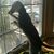Bonnie Lerman Urban's profile image