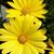 Ruth Kanzlemar's profile image