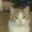 Karen Pennington's profile image