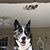 Betsy Boop's profile image