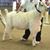 Laura Reny Middleton's profile image
