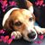 Mary Crouch's profile image