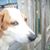 Tina Harbarger Norton's profile image