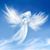 Katti Angel's profile image