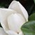 Michelle Overstreet Landolt's profile image