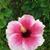 Maria Louisa Hernandez's profile image