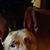 Michael Westervelt's profile image