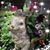 Carol Brungardt Mound's profile image