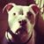 Diana Pennartz's profile image