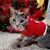 Sue Anderson Percival's profile image