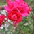 Susan Schrimsher's profile image