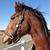 Terri Sliwecki's profile image