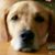 Sonja Mendes's profile image