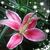 Dorothy E. Davis's profile image