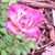 Diane Joesten Foster's profile image