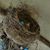Tamera Cutshall Blankenship's profile image